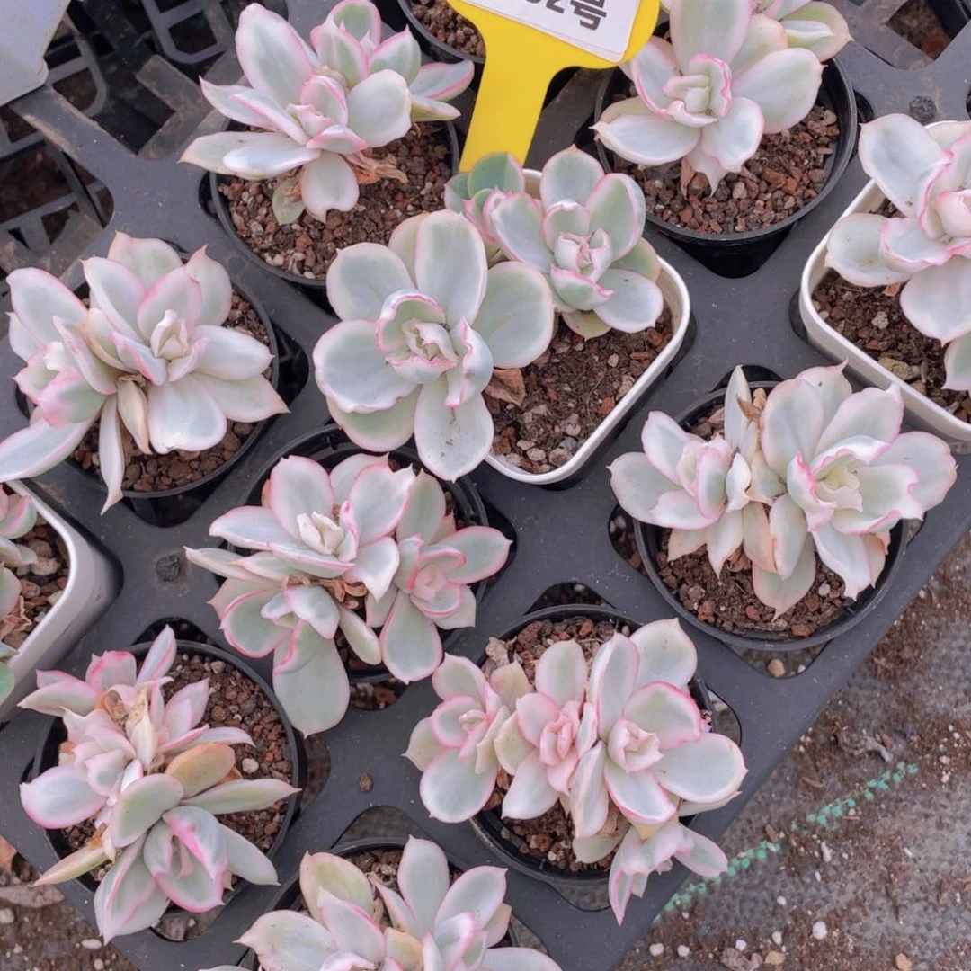 952号 老桩伯克利锦捡漏一个