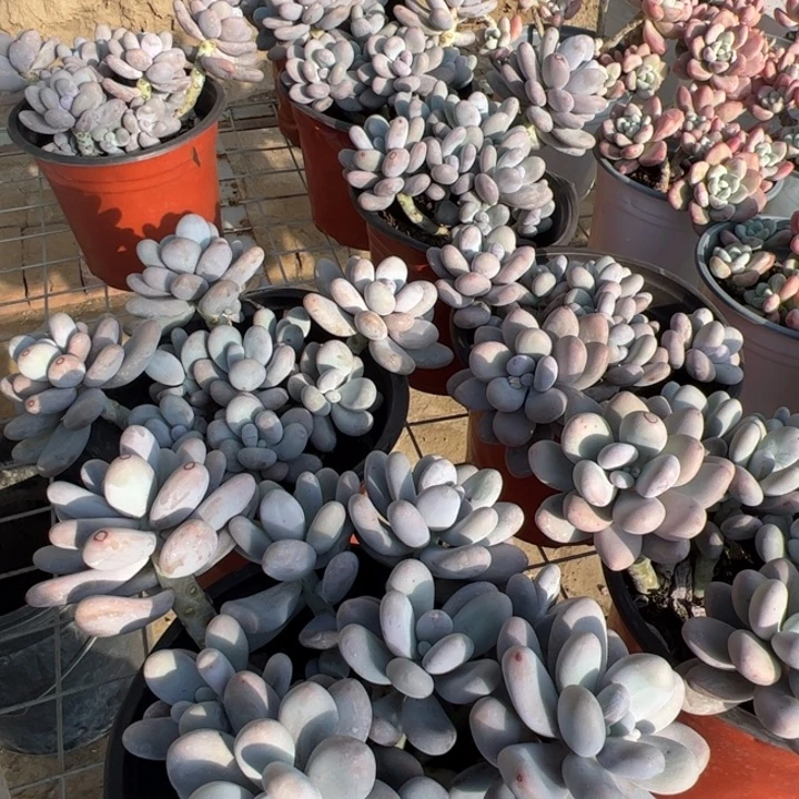 新疆包邮 奶酪群