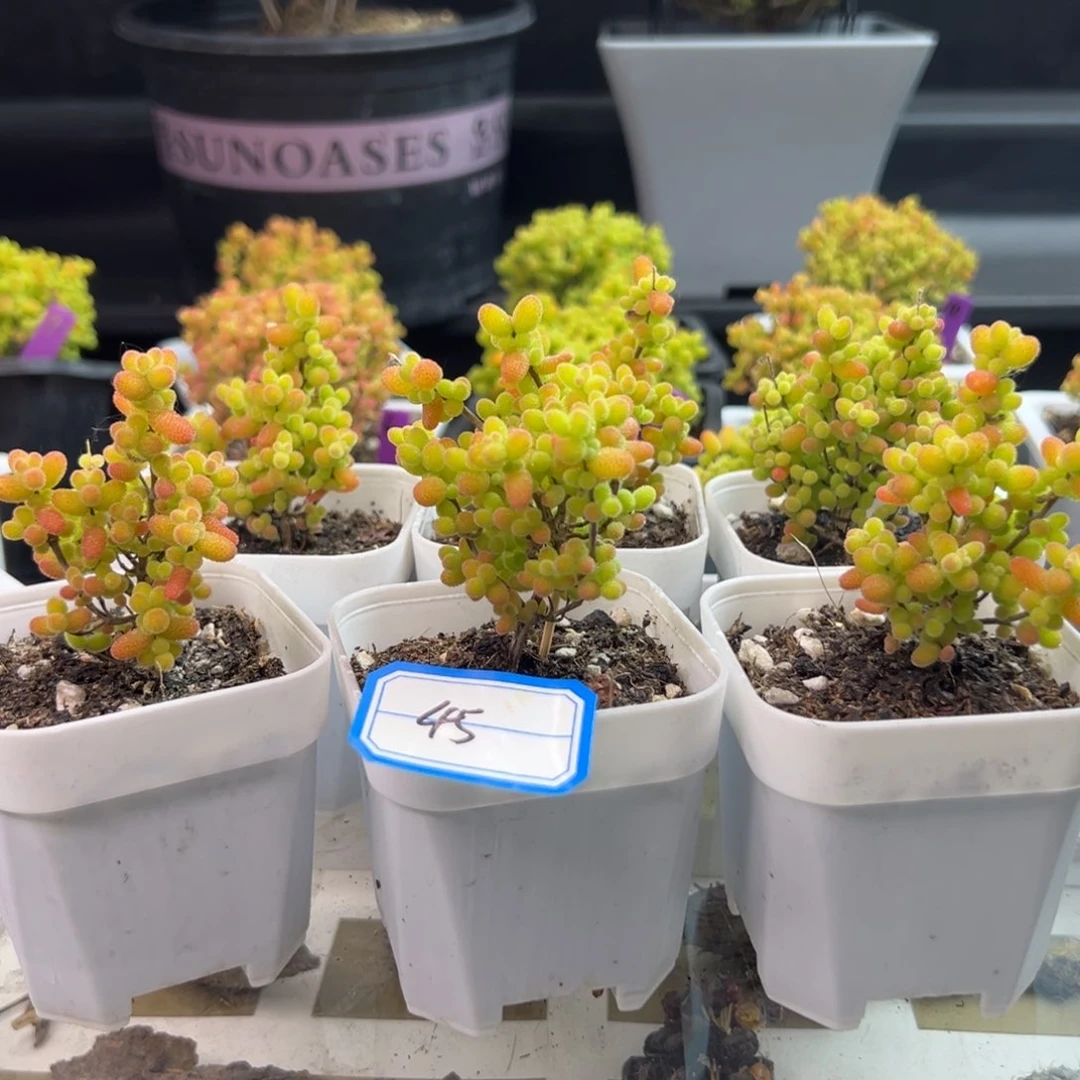 金桔糖球45号6颗6.5cm盆