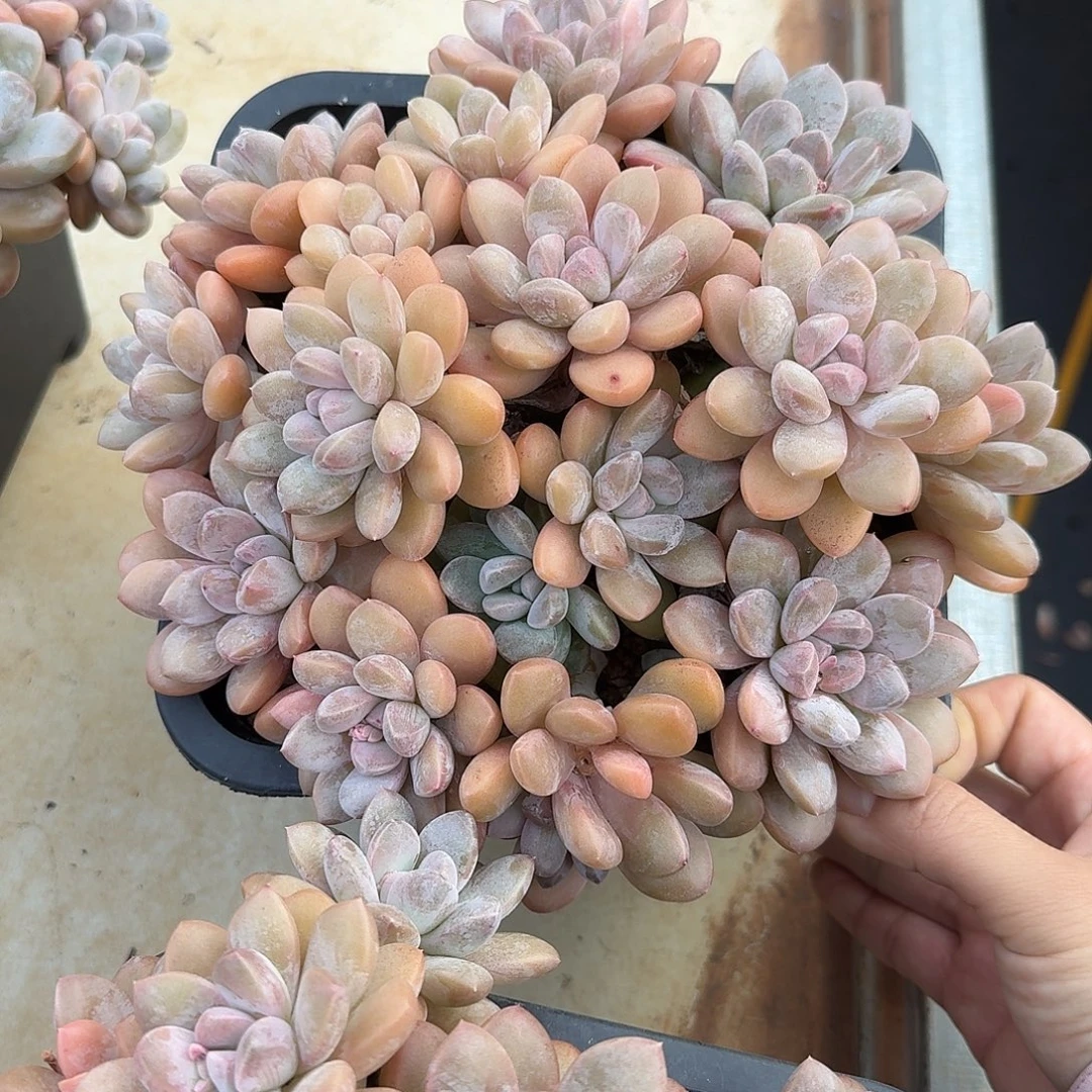 香玉整无砍老桩群生