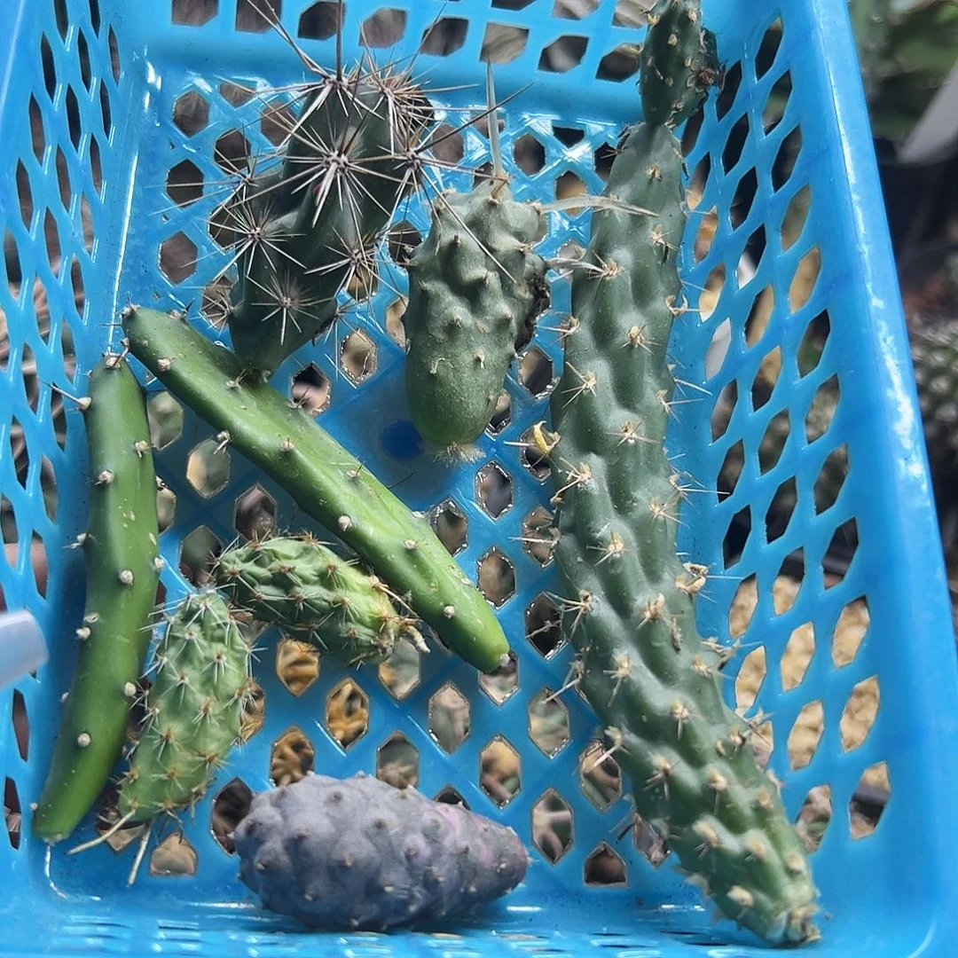 团扇仙人球66666666