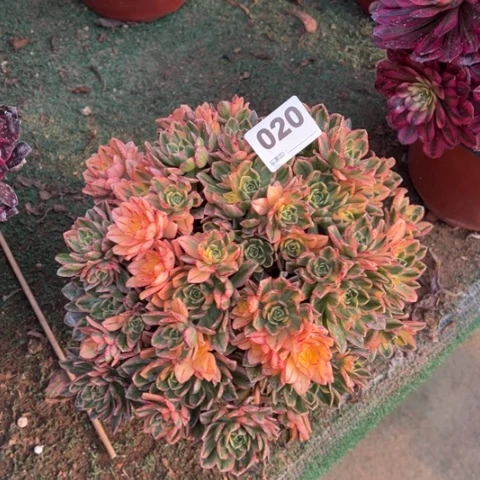 020甜茶朵朵多肉，