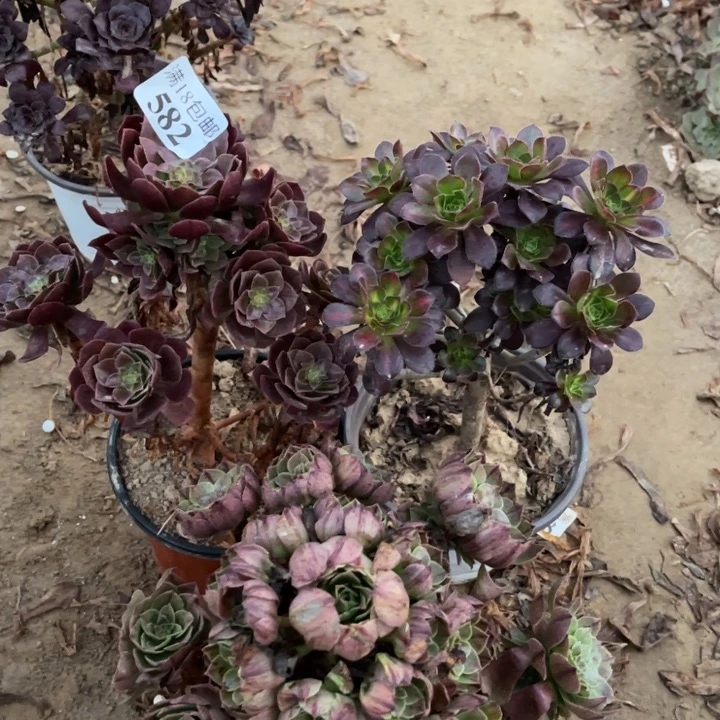 582黑魔➕晚霞➕万拉丝1