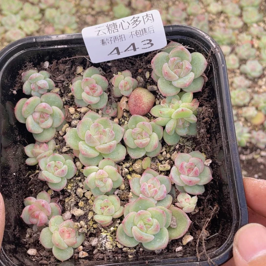 云糖心多肉植物443