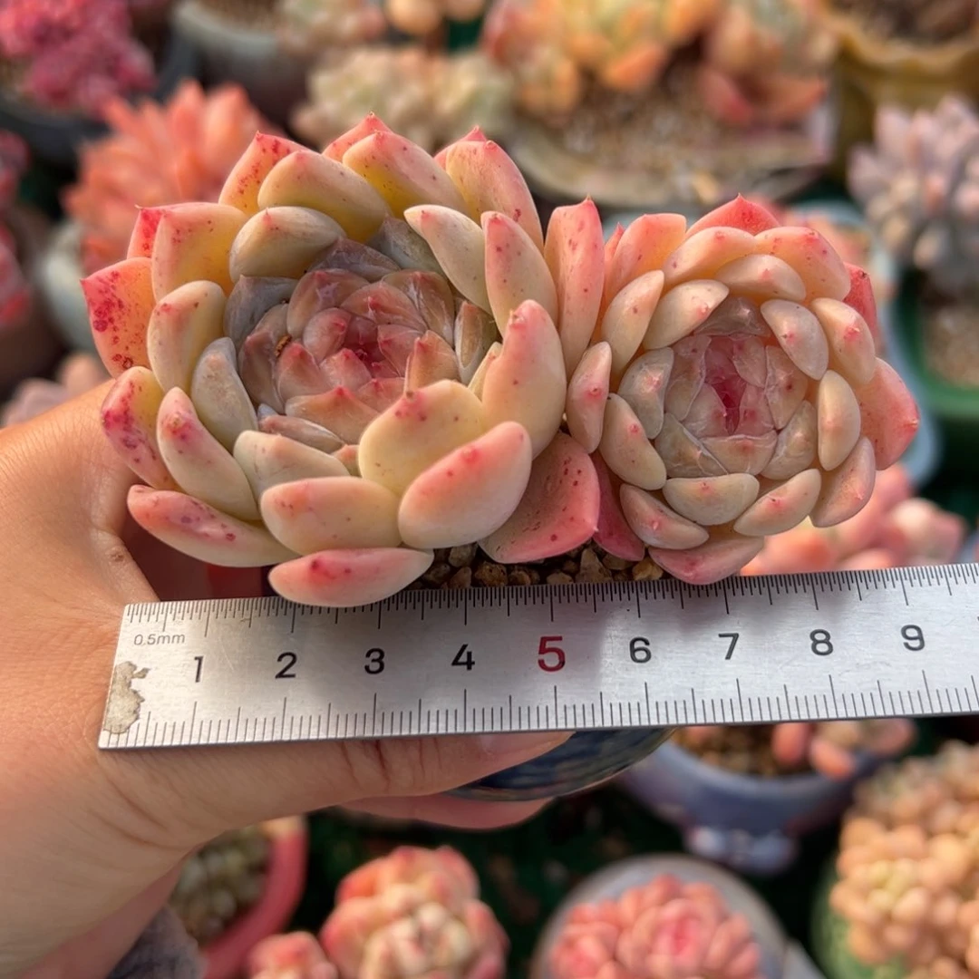 Z**幻193 多肉植物组合盆栽