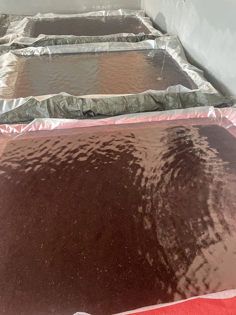 手工筛选鲜活公虫适用于野钓拉饵饵料