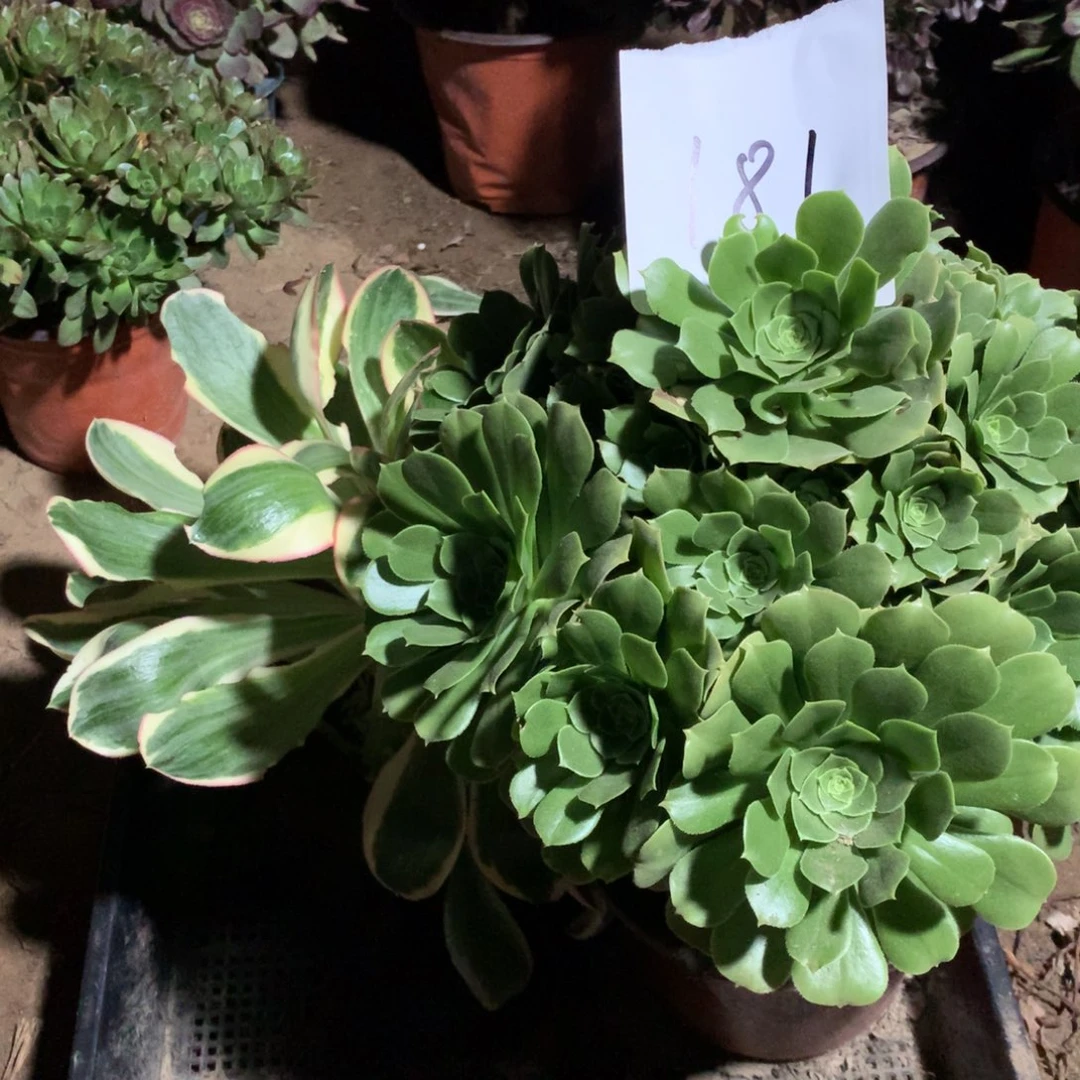 181多肉植物盆栽植物