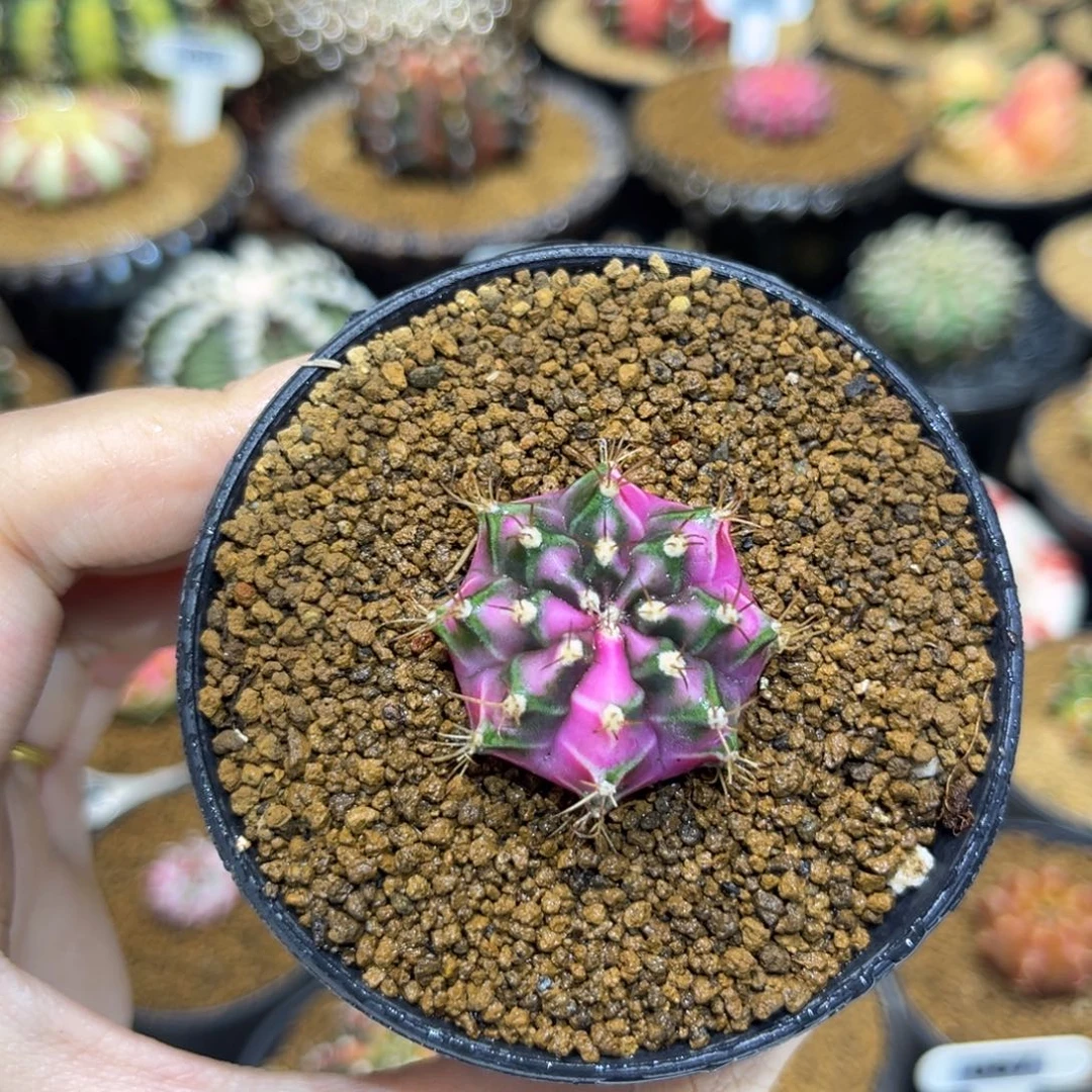 3.1cm普卡妈妈家小粉钻侧