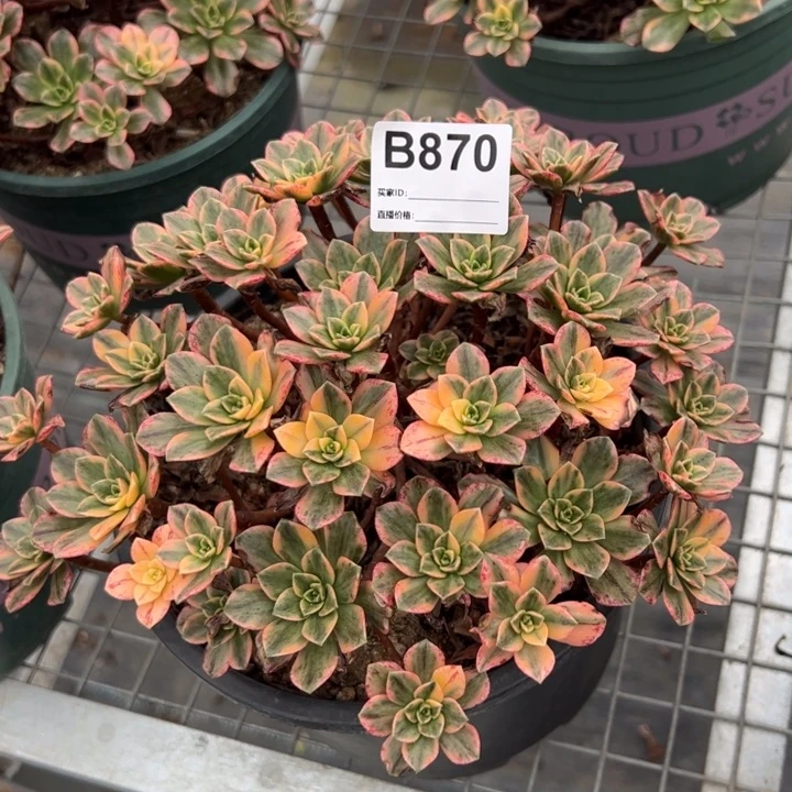 870甜茶20厘米左右