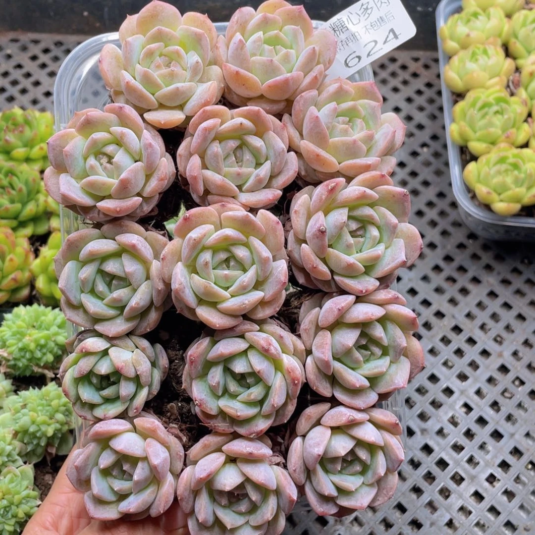 云糖心多肉植物624