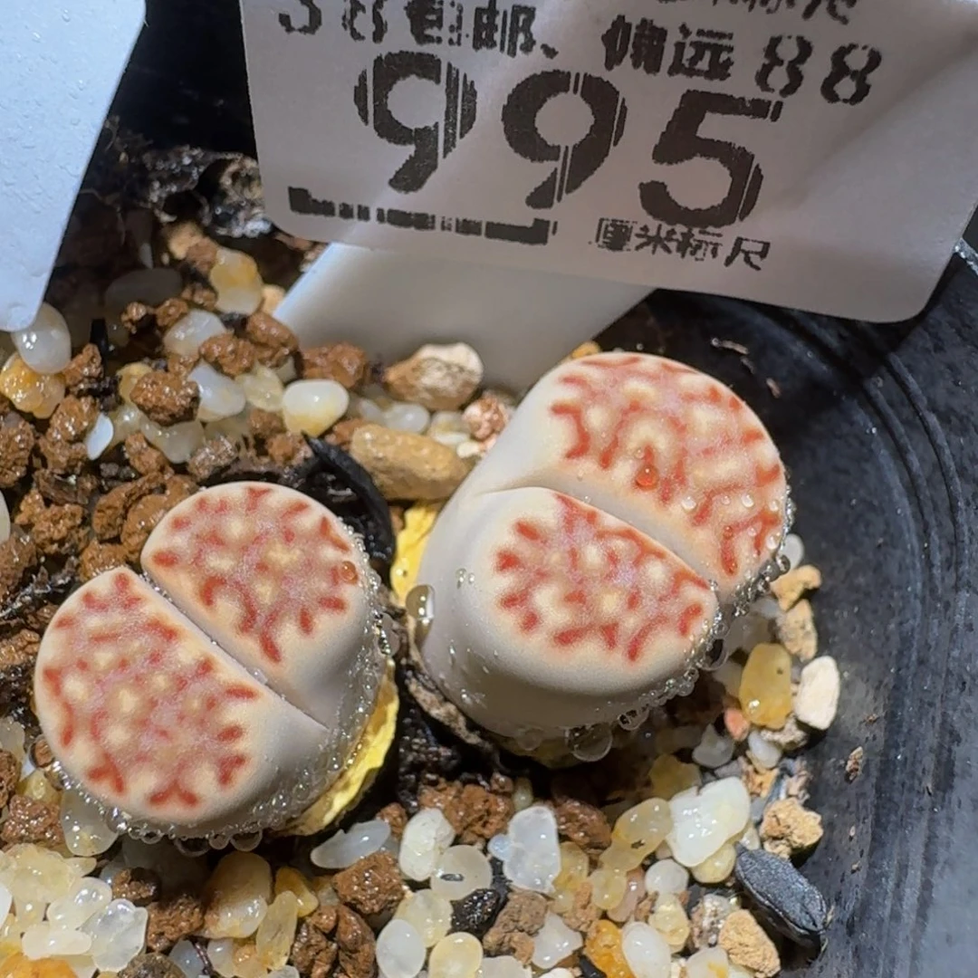 zzzzz生石花肉锥995