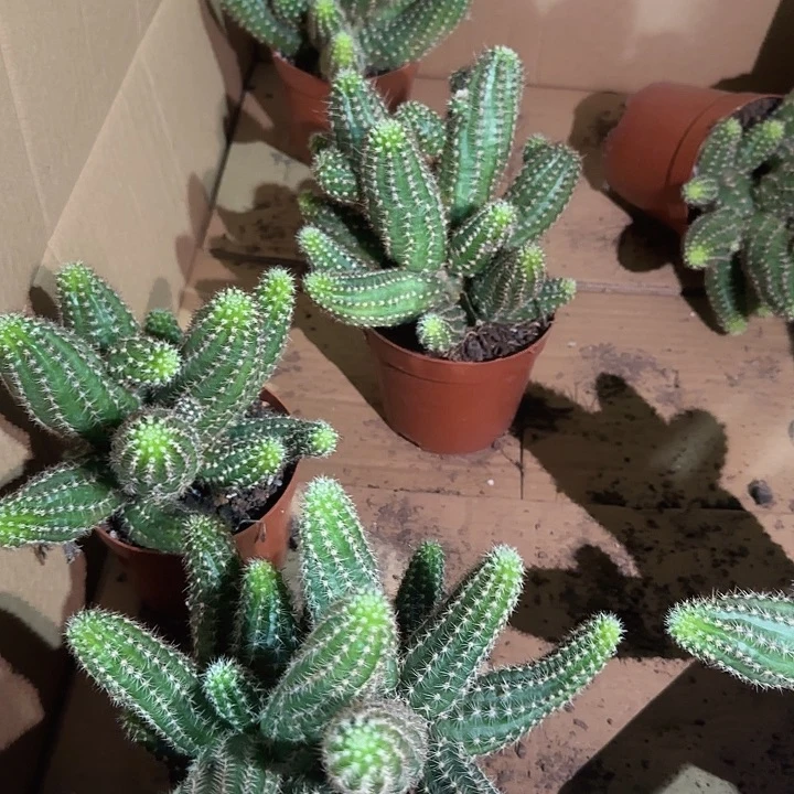 绯红皇后（掉头掉崽不售后）