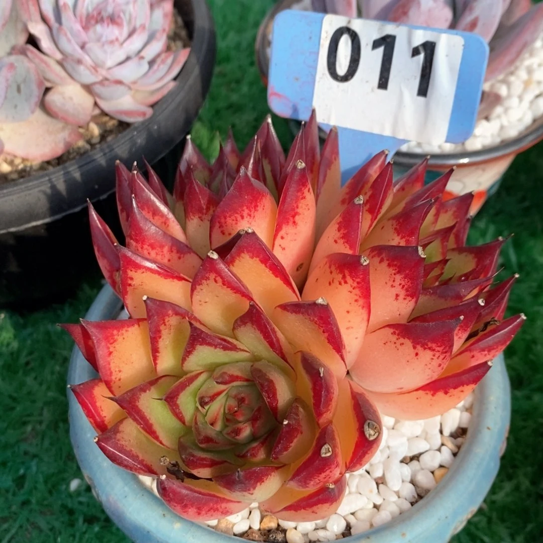 小菠萝多肉植物盆栽