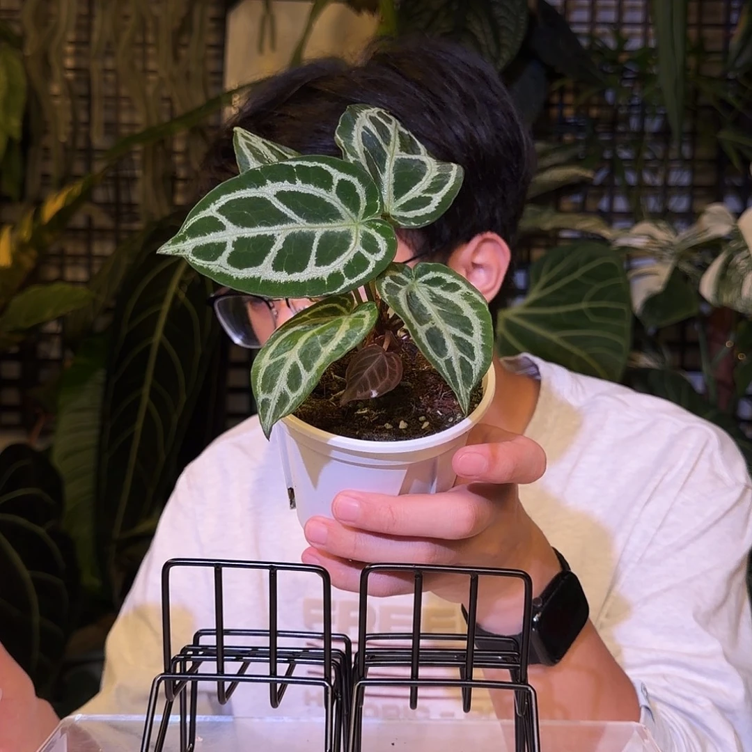 完全开放I98 米娜花束