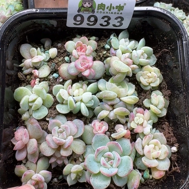 多肉植物多肉植物