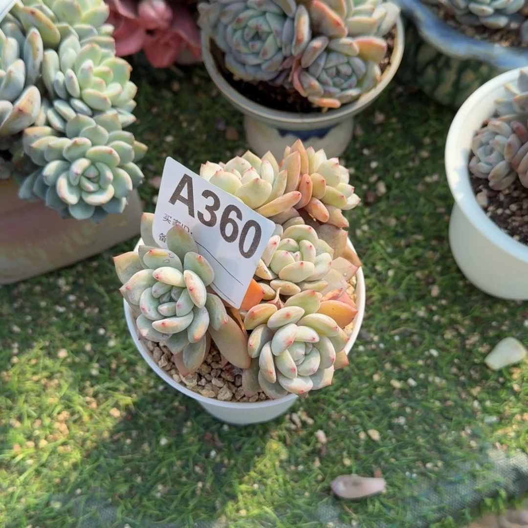 油脸小脸星影5头呀呀