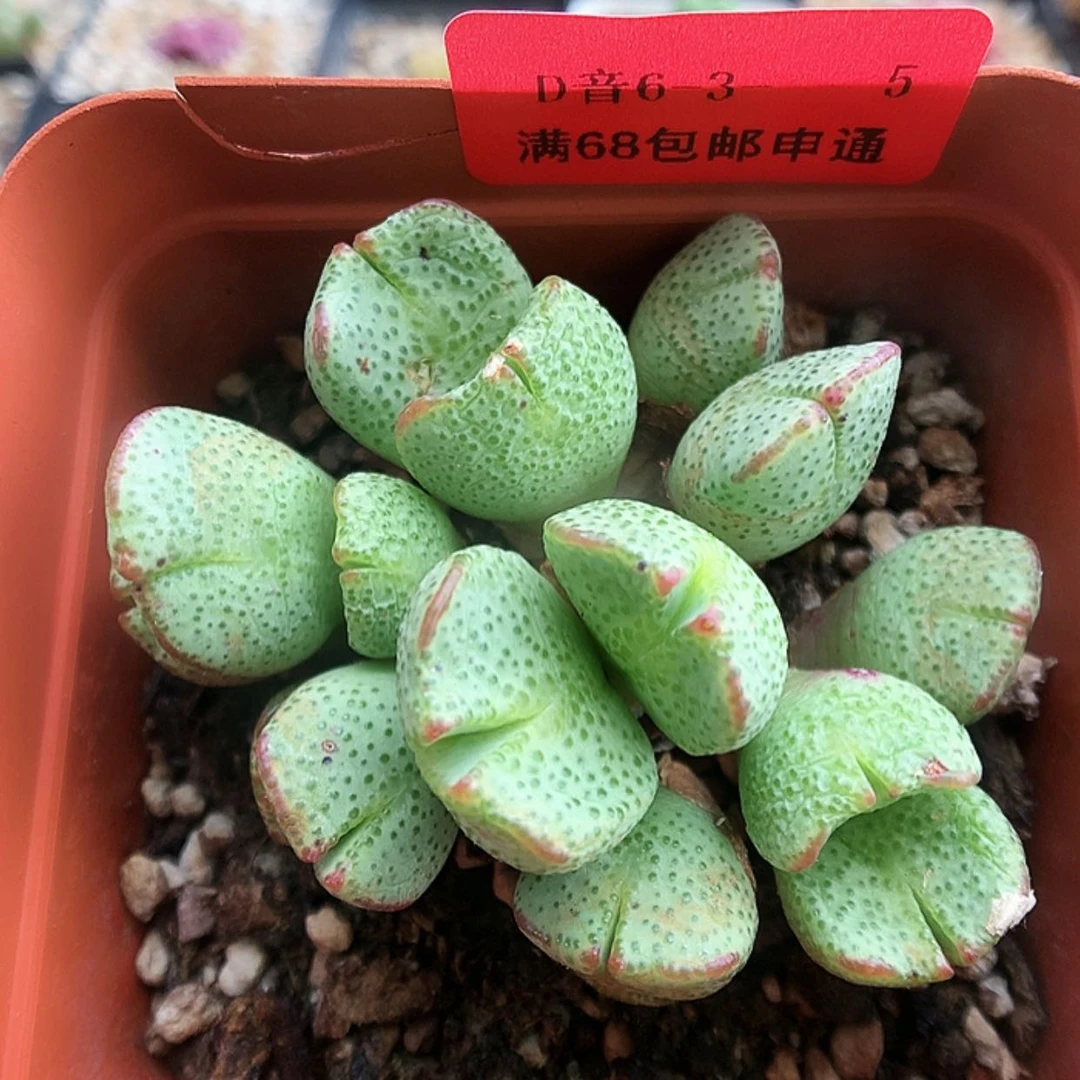 【闪购商品】6-3-5 紫式部一群