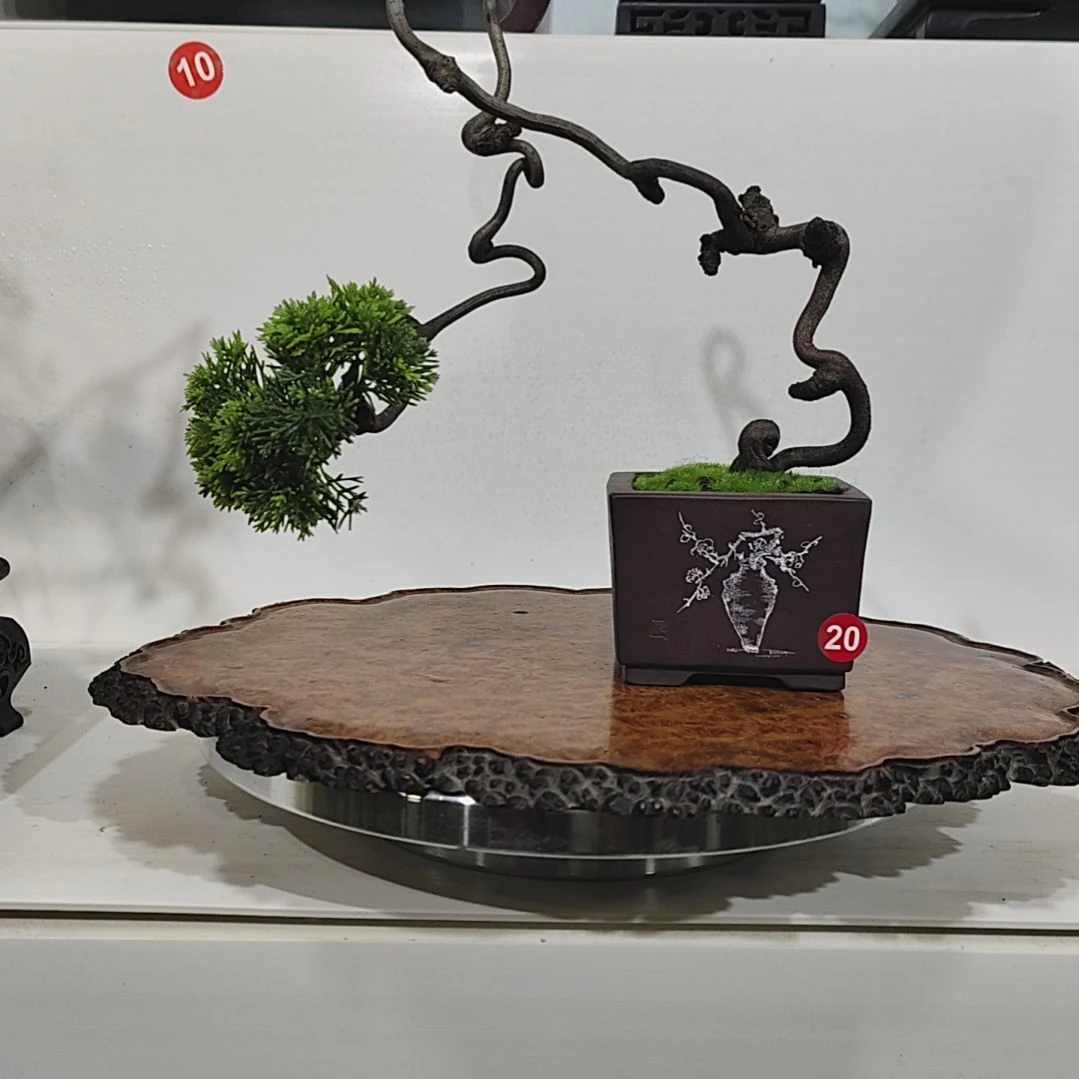 拂***心无花朵盆景，真柏，，，，，，，，