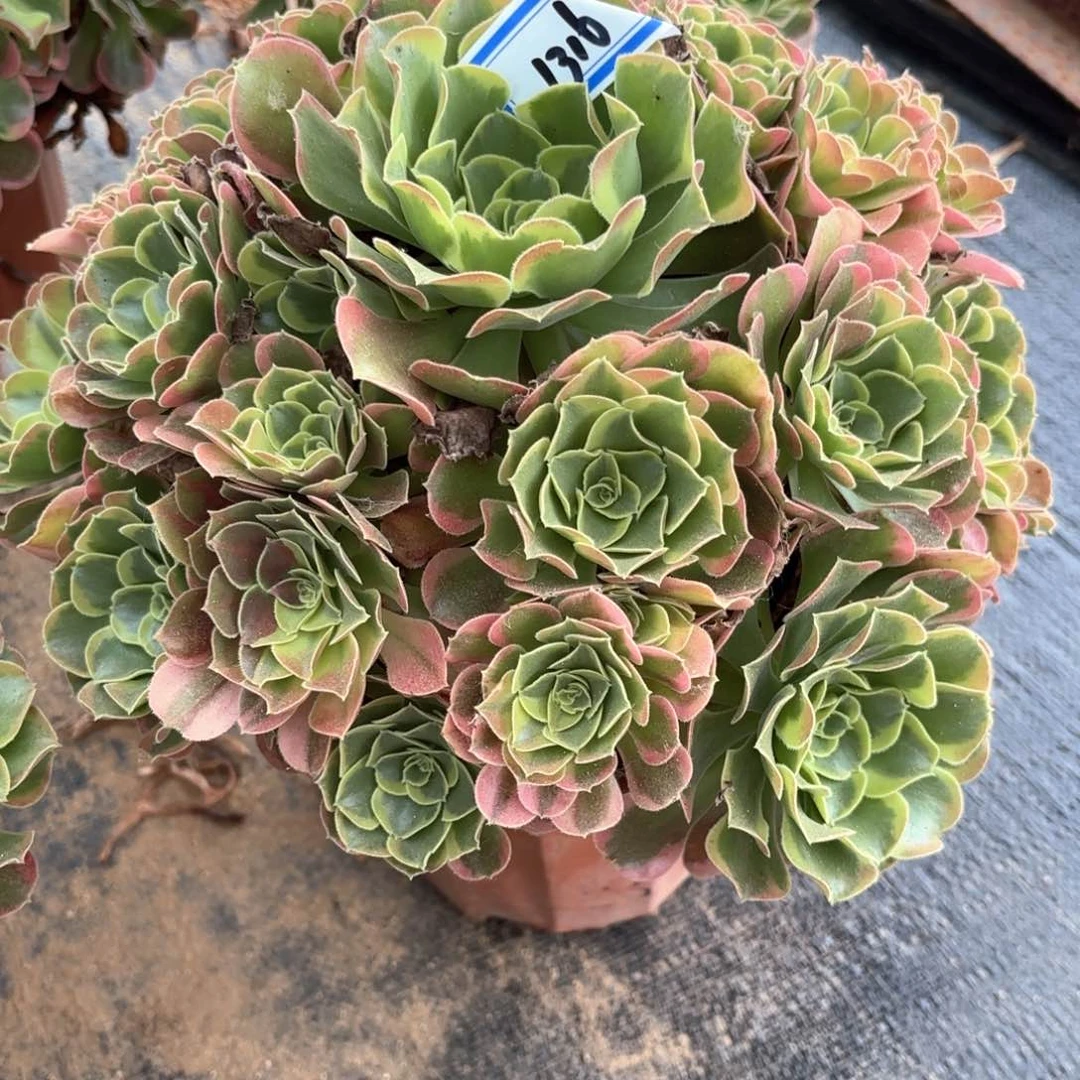 无花朵安****。1316特斯拉多肉植物