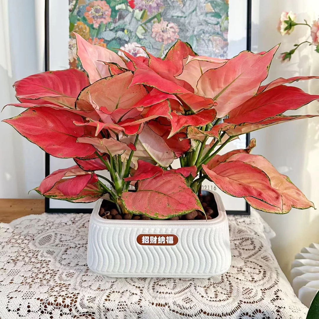 吉利红吉祥如意盆栽室内植物桌面盆景观花卉叶好养活年宵花