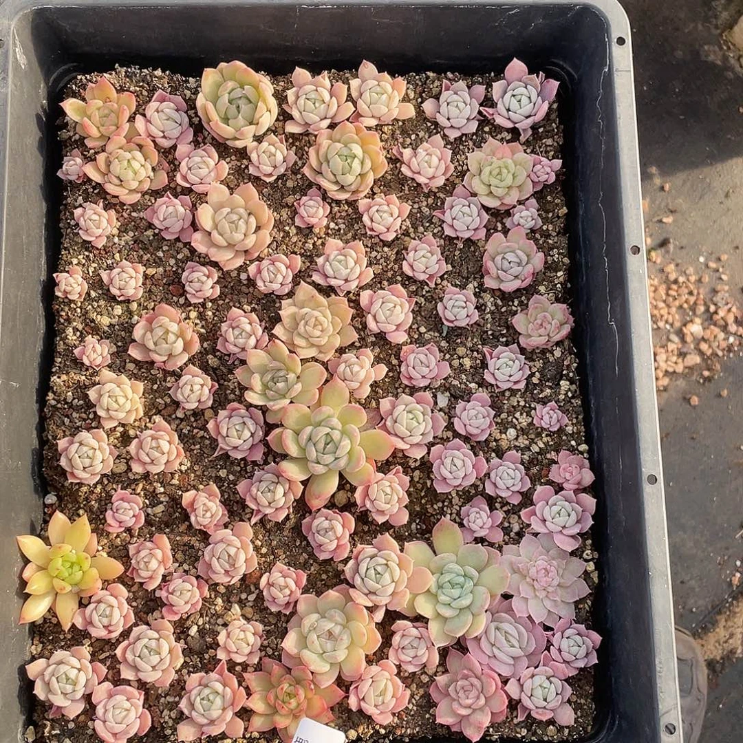 米***馆070。 定。