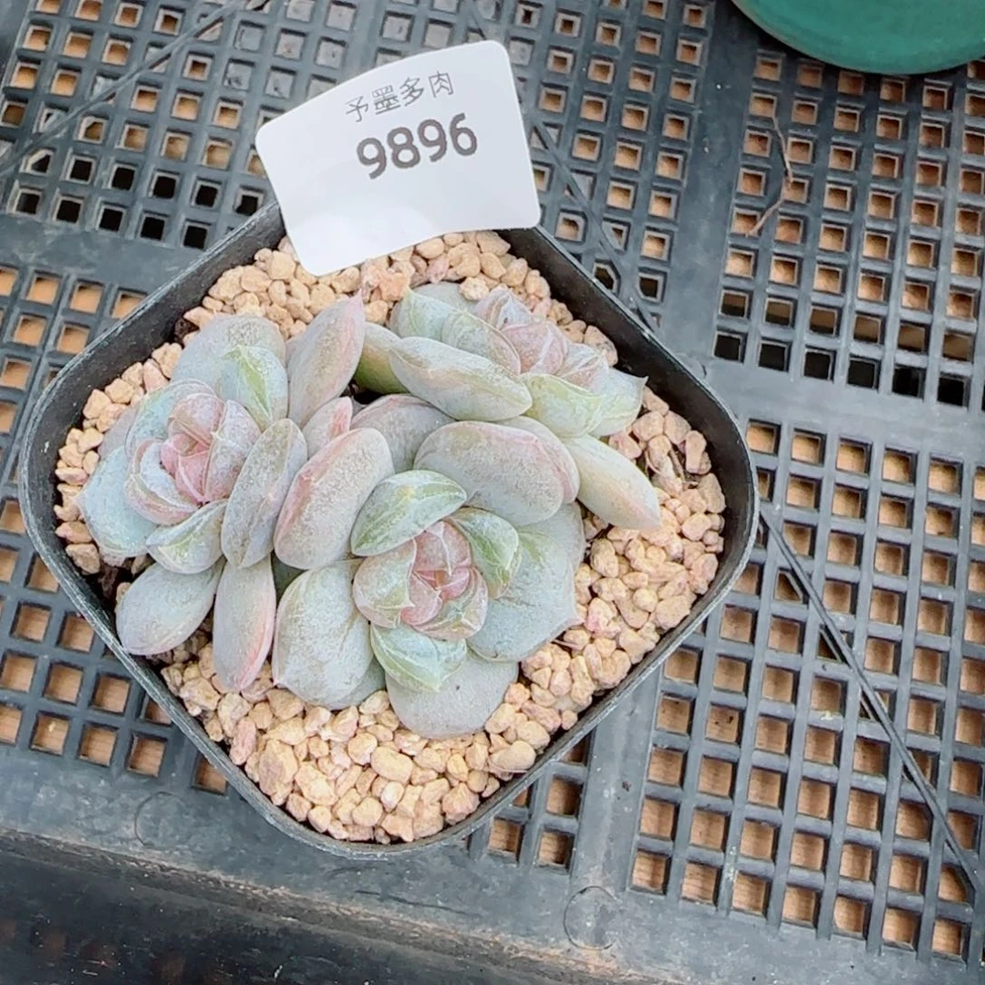 红皇后，9896多肉植物