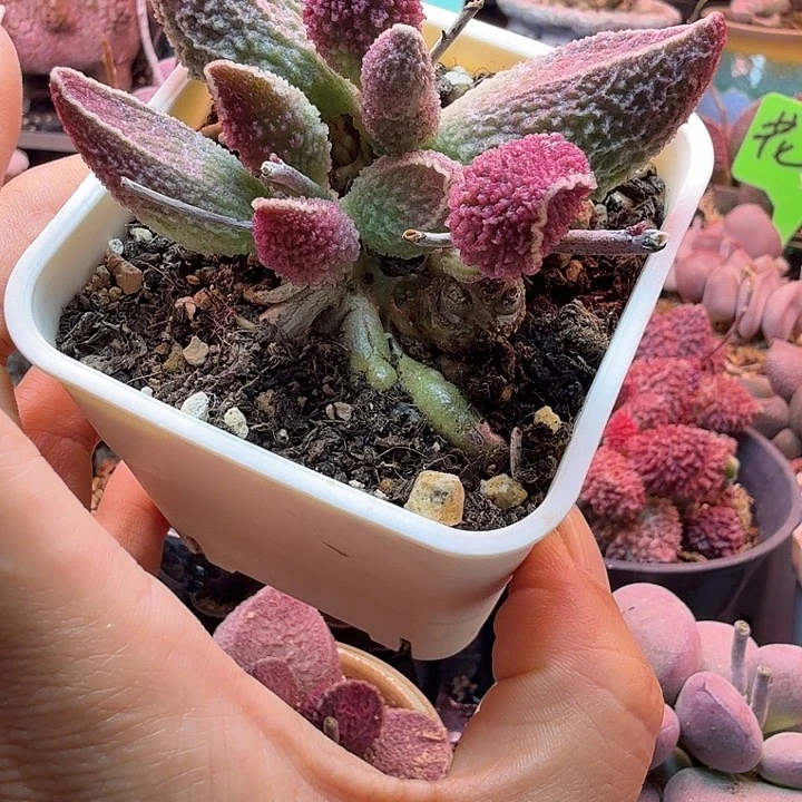 (****)水蜜桃和草莓都很好吃的