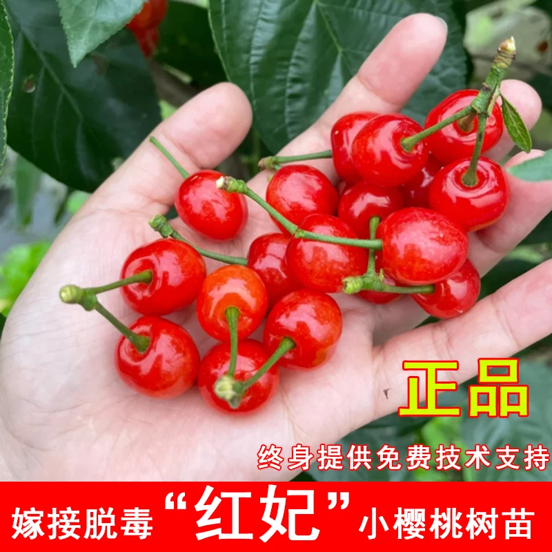 红妃樱桃树苗早熟嫁接小樱桃苗庭院盆栽地载南方北方种植当年结果