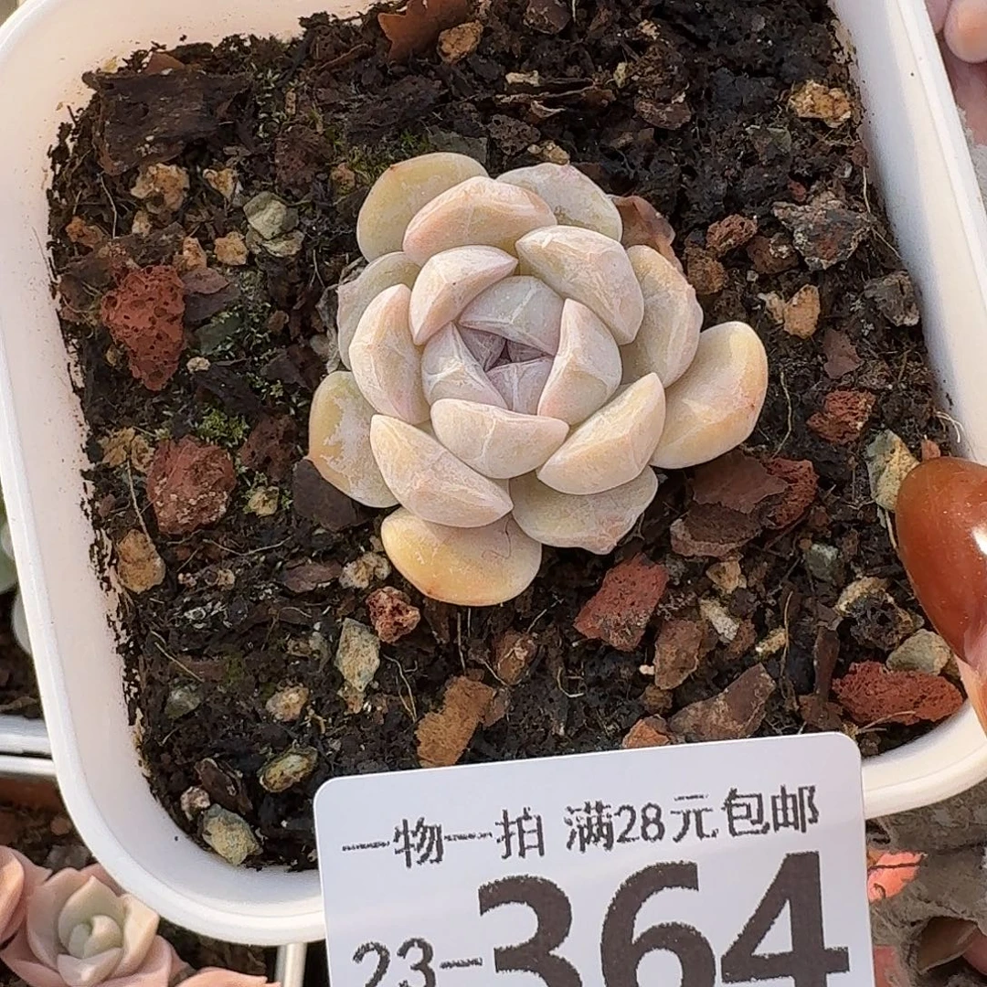 汉堡无盆土发货无