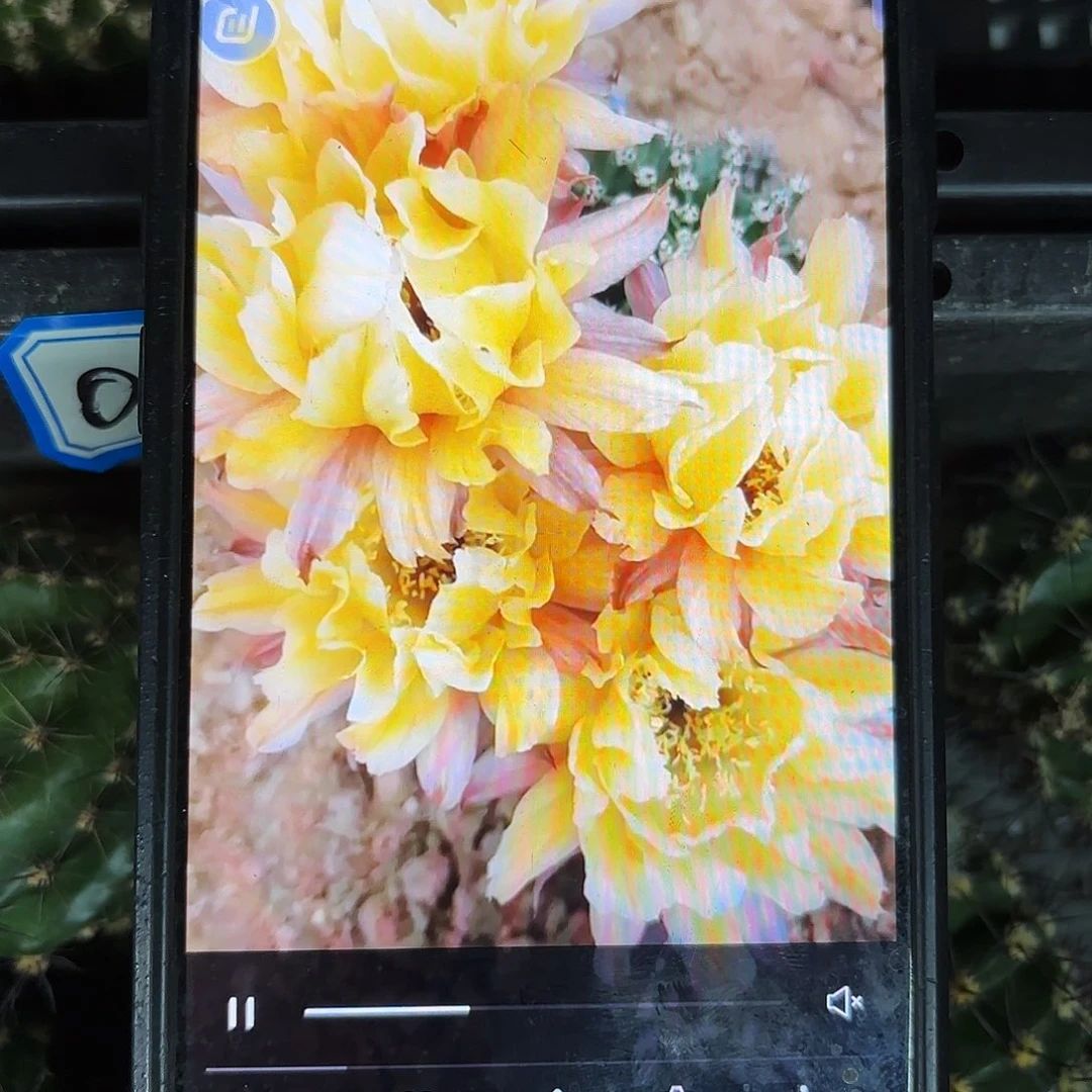 依然彩侧牙20包邮仙人球13