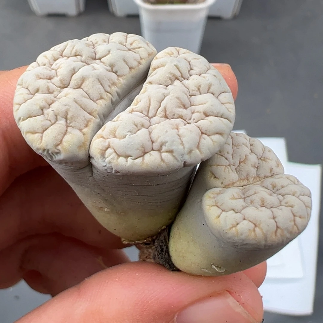 8.21好看的多肉脱土发货716