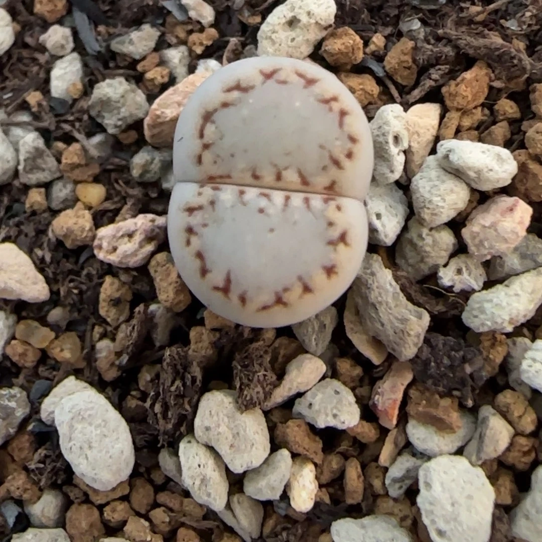 饼干清框福利30包邮