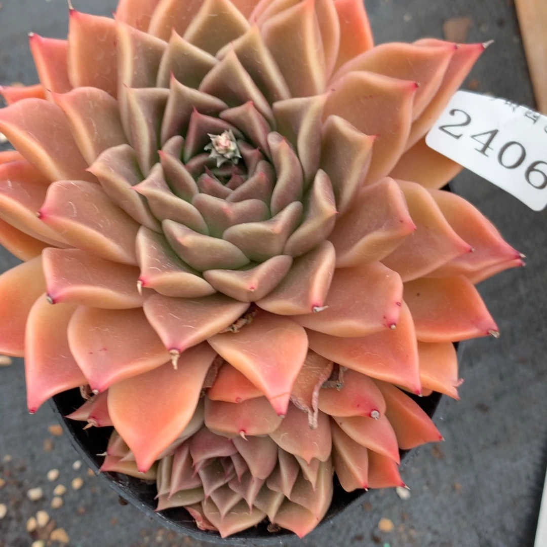 2406杂交多肉老桩