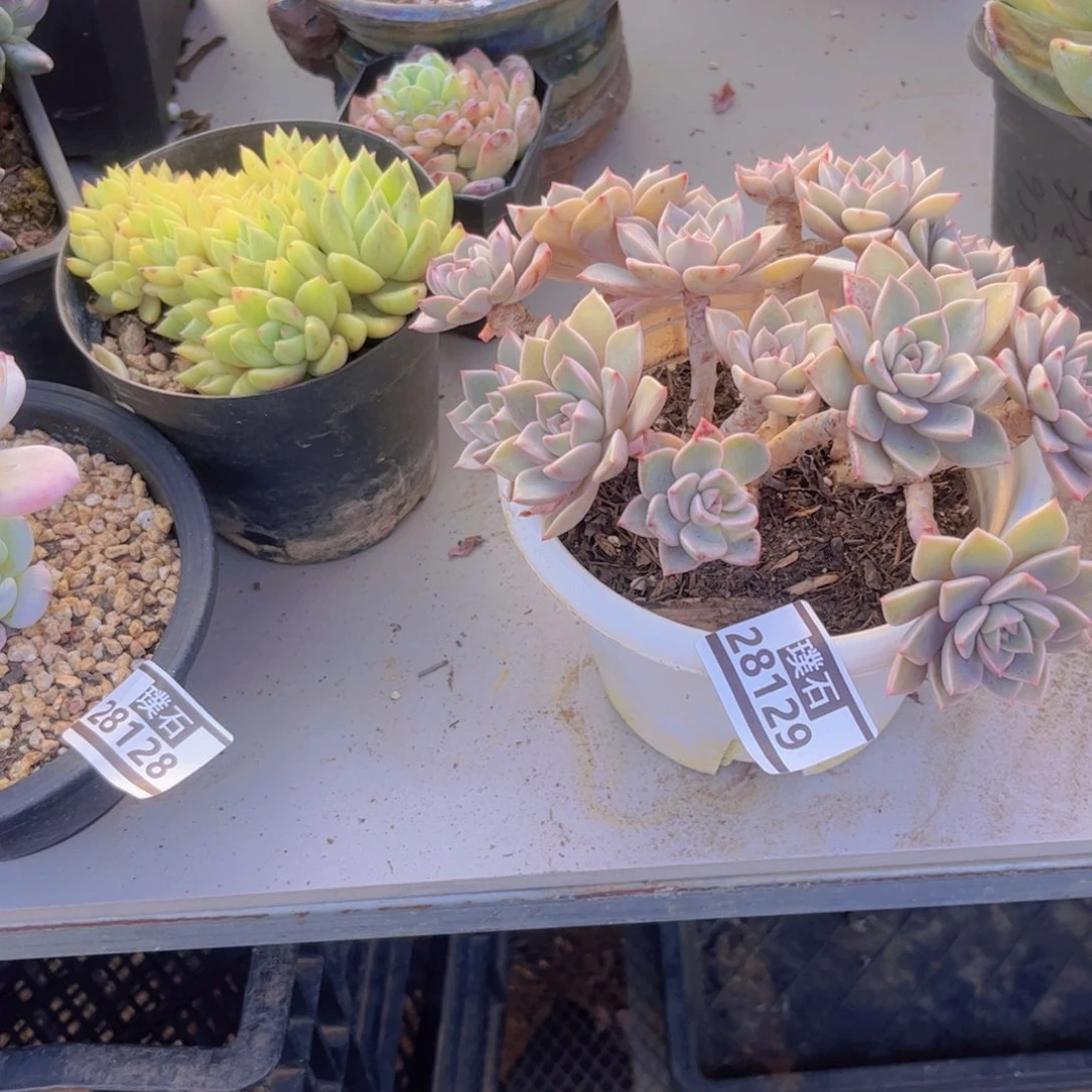 红粉佳人多肉植物28129