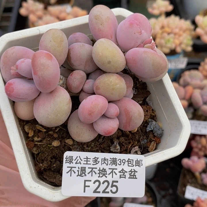 腰子桃蛋8cm225多肉植物