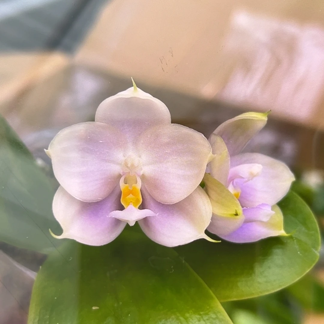 无花朵2.5寸紫珍珠苗