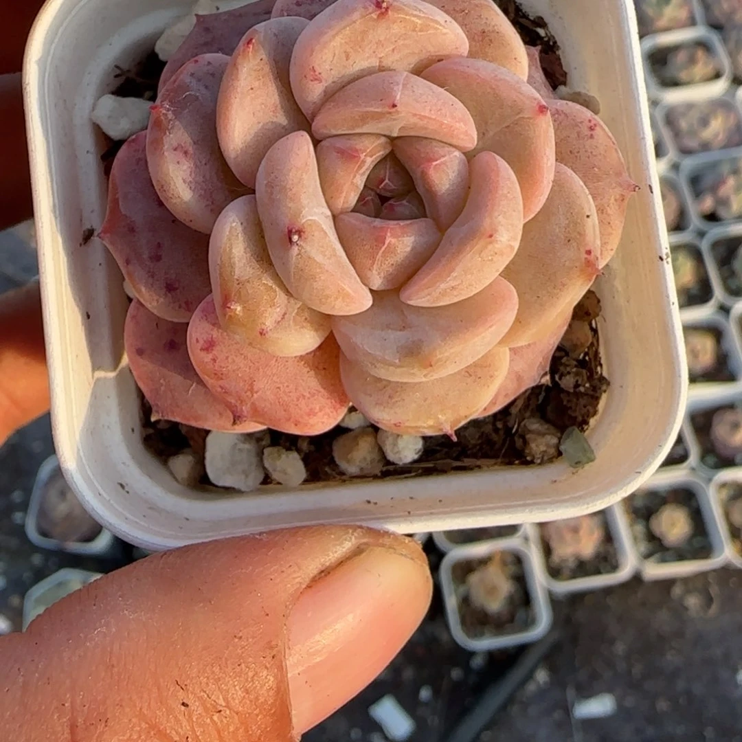 多肉小卡拉米糖心一物一拍