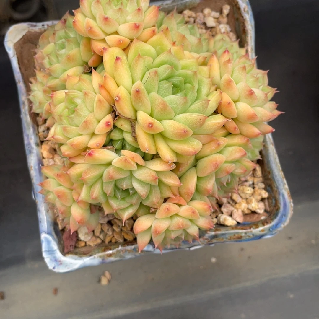 麦秆长睫毛群生多头