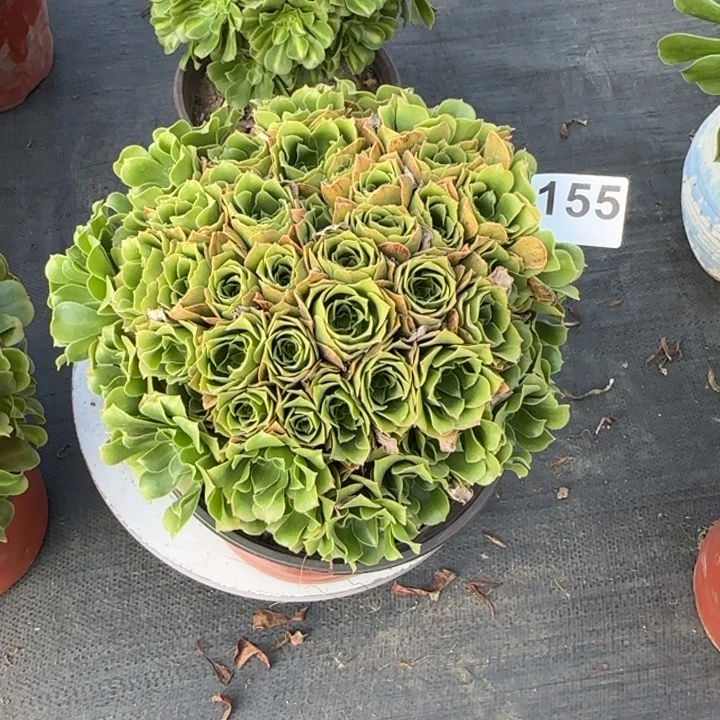 多肉植物绿朵朵155