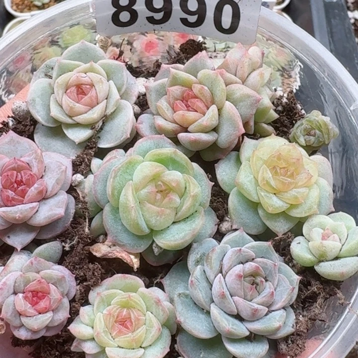 多肉植物多肉植物