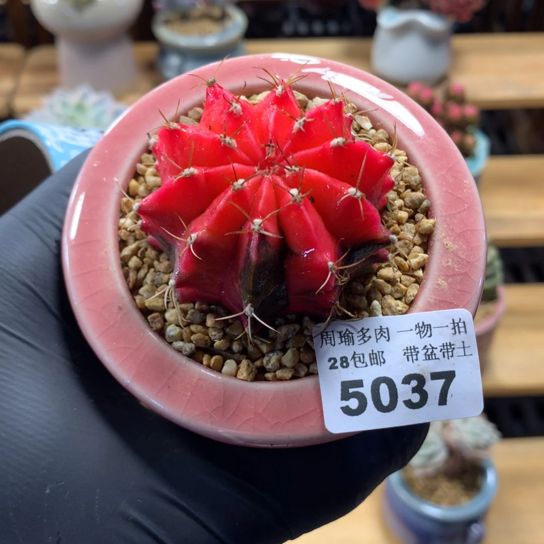 精控多肉植物5037