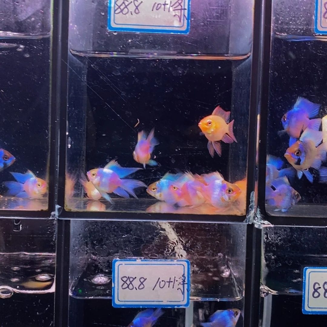 亮***晶海水鱼混搭各三对