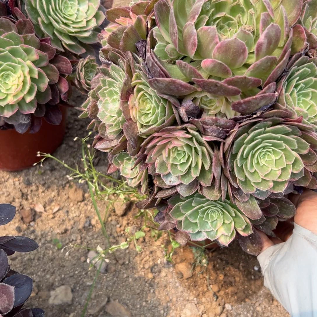 365万花筒多肉植物系