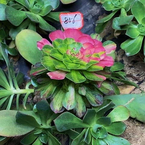 感**心知否捧花嫁接的856号