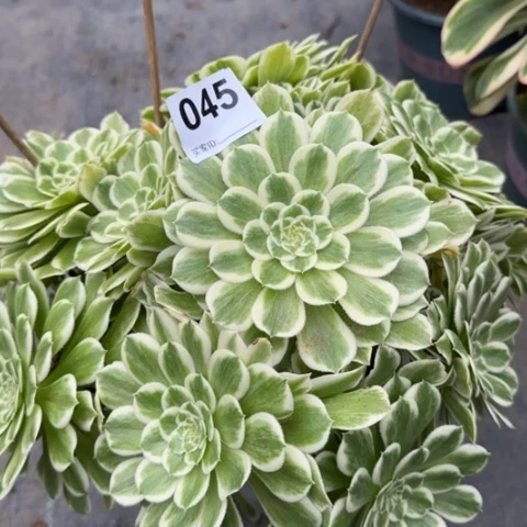 045碧浪30厘米左右