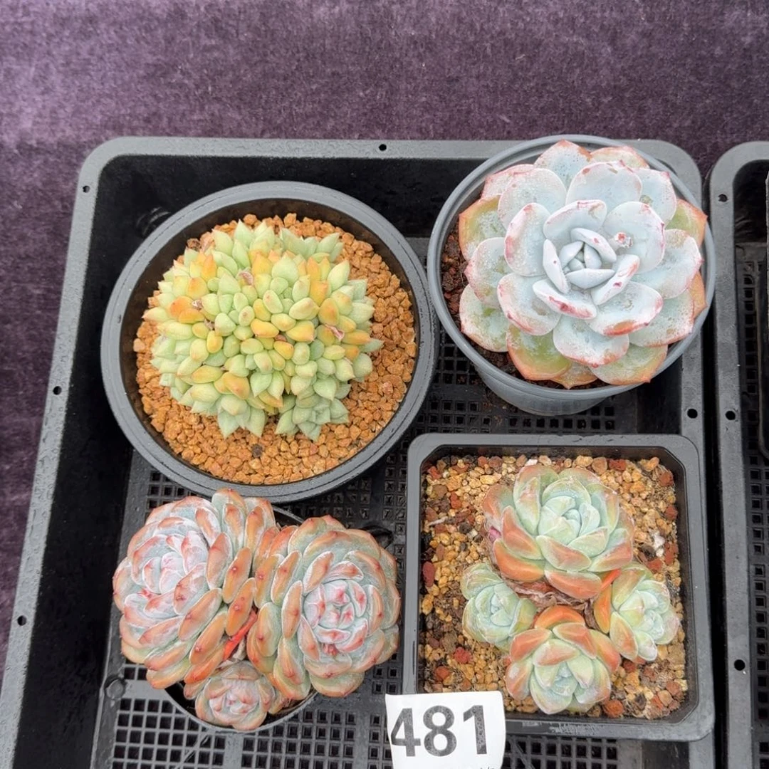 4颗一起一物一拍481