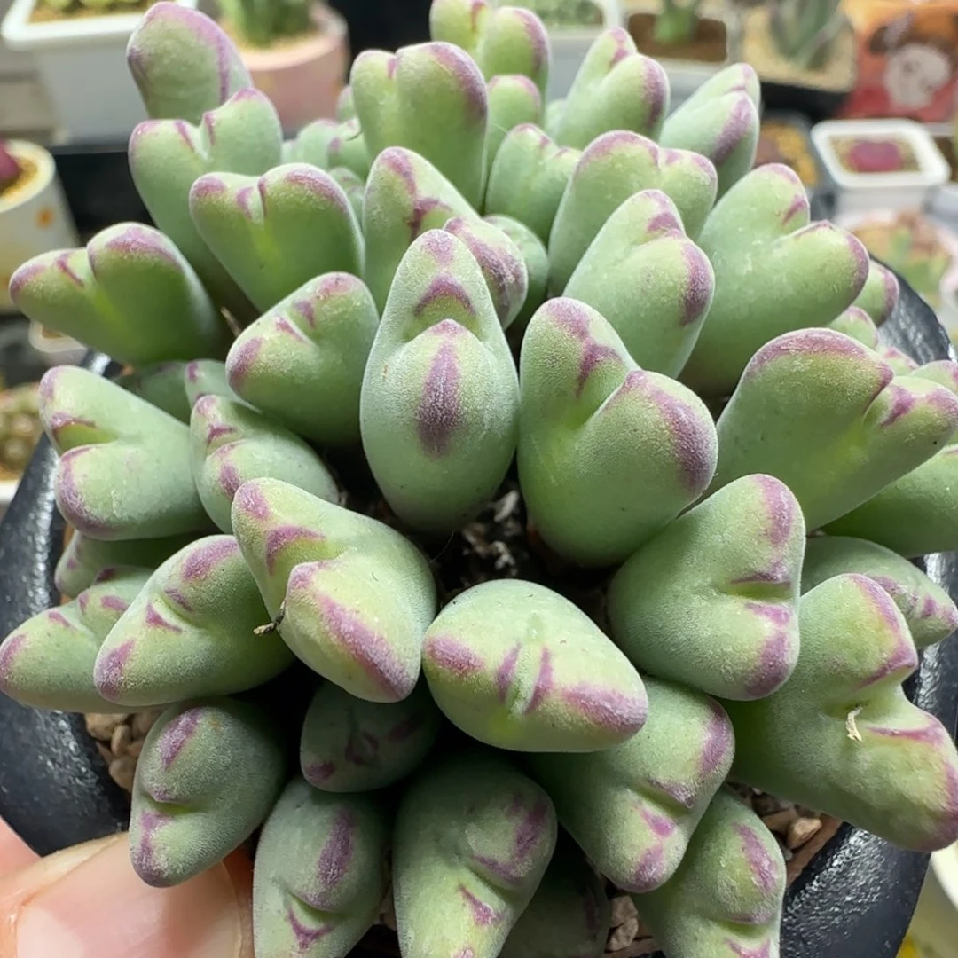 2.1号多肉沙文莉亚34号