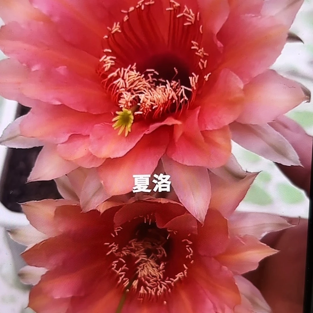 夏洛彩侧牙20包邮26