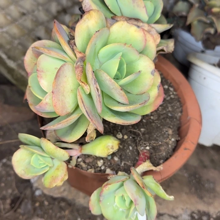 碧桃372 多肉植物一物一拍