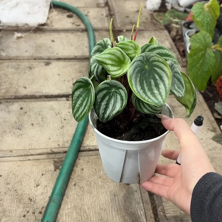 完全开放西瓜皮椒草